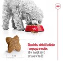 ROYAL CANIN Mini Adult 0,8kg - sucha karma dla psa