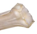 MACED Kość prasowana biała 11cm 1szt.