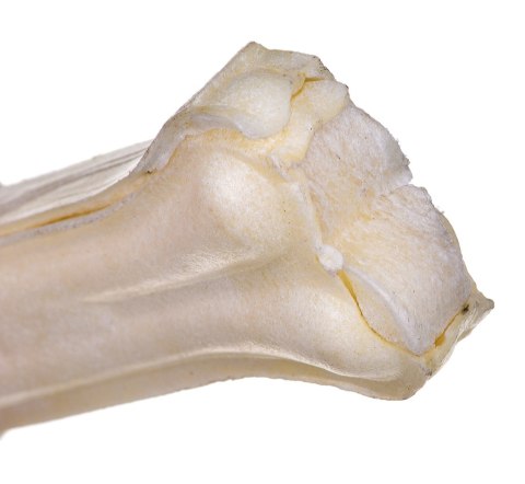 MACED Kość prasowana biała 11cm 1szt.