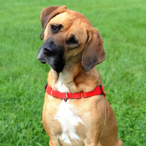 DINGO szelki "easy walk" roz.120(95-125cm) czerwone