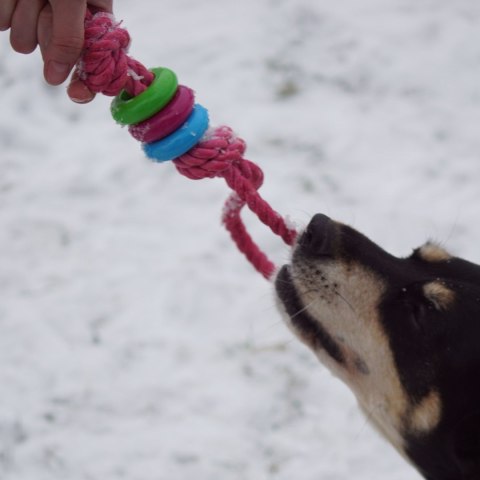 DINGO Pierścienie denta fresh 30cm niebieska