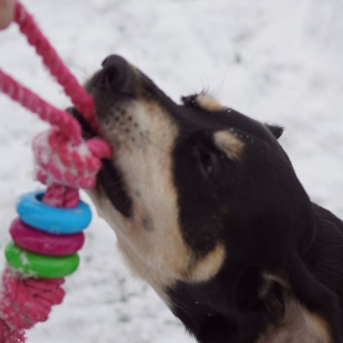 DINGO Pierścienie denta fresh 30cm niebieska