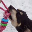 DINGO Pierścienie denta fresh 30cm zielona