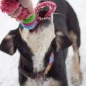 DINGO Pierścienie denta fresh 30cm zielona