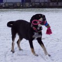 DINGO Pierścienie denta fresh 30cm zielona