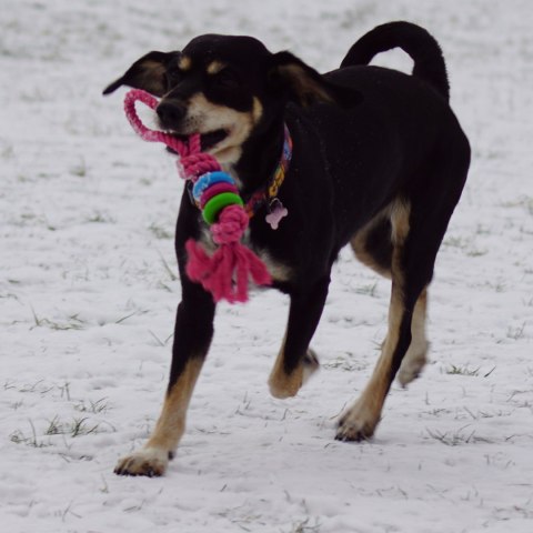 DINGO Pierścienie denta fresh 30cm zielona