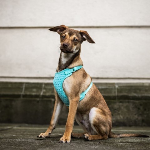 DINGO Szelki roz. M ; a:36-51cm,b:39-51cm miętowe