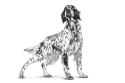 ROYAL CANIN Hypoallergenic - sucha karma dla psa - 2kg