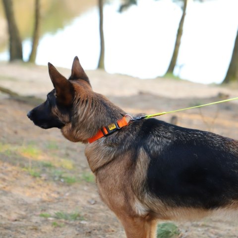 DINGO Obroża 2,5 x 55cm( 31-49) pomarańczowa