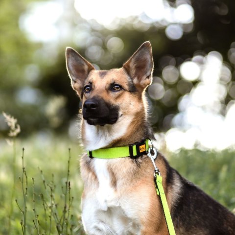 DINGO Obroża 2,5 x 55cm( 31-49) zielona