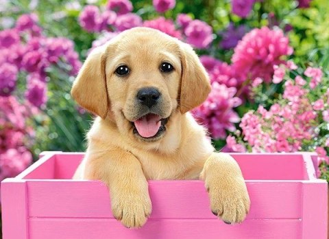 Puzzle 300 elementów Labrador w pudełku Castor