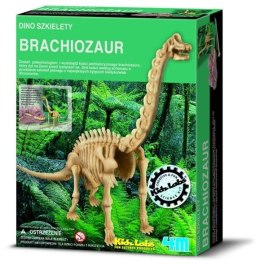 Wykopaliska Brachiosaurus 4m