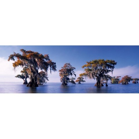 1000 EL. Bald Cypresses, E.Humboldt Heye