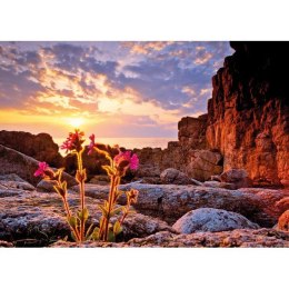 1000 EL. Red Campion Heye