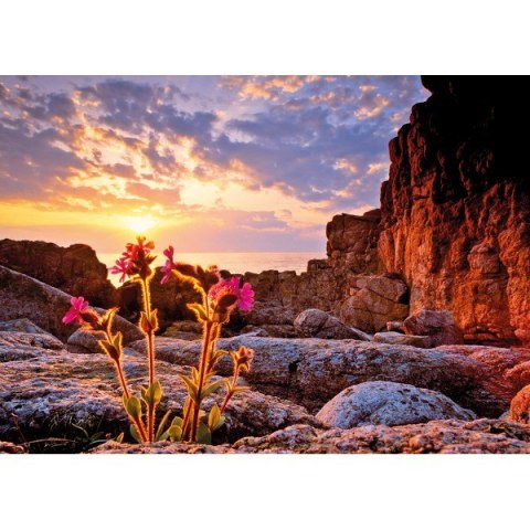 1000 EL. Red Campion Heye