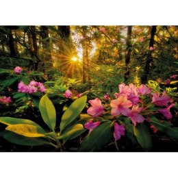 2000 EL. Rhododendron Heye