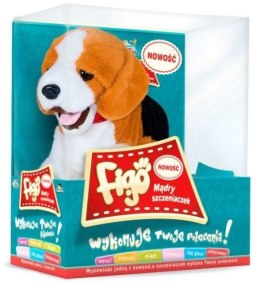 Piesek reagujący na komendy Beagle Madej