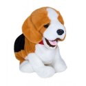 Piesek reagujący na komendy Beagle Madej