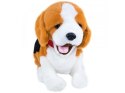 Piesek reagujący na komendy Beagle Madej