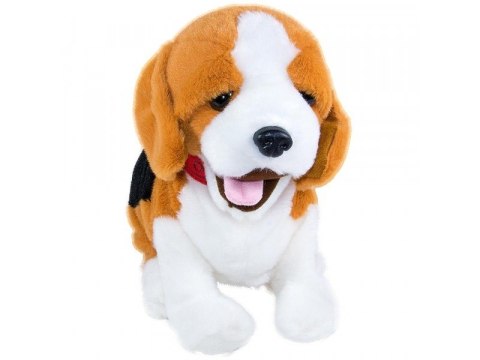 Piesek reagujący na komendy Beagle Madej
