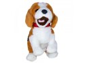 Piesek reagujący na komendy Beagle Madej