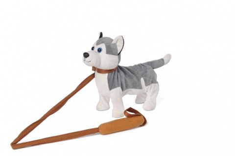 Pies chodzący Husky szary Madej