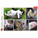 Puzzle 1500 elementów Kocie sprawy - Kolaż Trefl