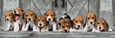 1000 elementów Panorama High Quality Beagles Clementoni