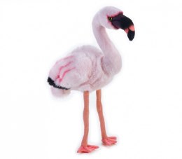 Pluszak National Geographic Flaming 45 cm Dante