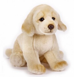 Pluszak Golden Retriever National Geograph Dante