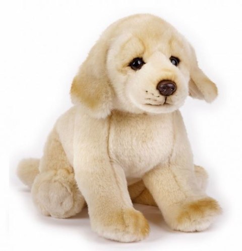 Pluszak Golden Retriever National Geograph Dante