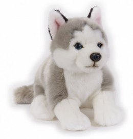 Pluszak Husky National Geographic Dante