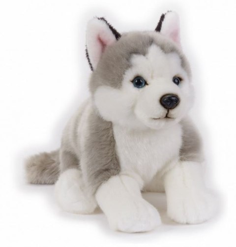 Pluszak Husky National Geographic Dante