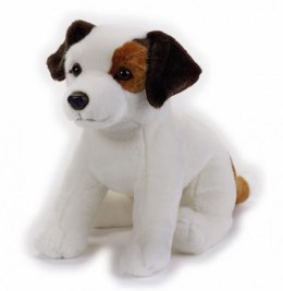 Pluszak Jack Russel National Geographic Dante