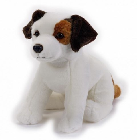 Pluszak Jack Russel National Geographic Dante