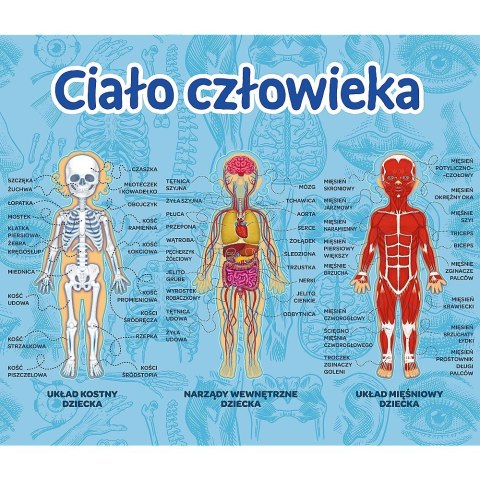 Gra Ciało Człowieka Mistrz Wiedzy Trefl