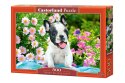 Puzzle 500 elementów Pieski buldożki francuskie Castor