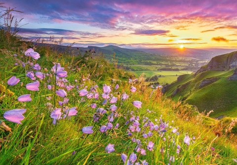 Puzzle 500 elementów Harebells at Sunrise Castor
