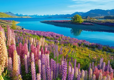Puzzle 500 elementów Jezioro Tekapo Nowa Zelandia Castor