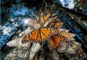 Puzzle 1000 elementów Compact National Geographic Clementoni