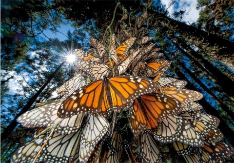 Puzzle 1000 elementów Compact National Geographic Clementoni