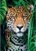 Puzzle 500 elementów Compact Jaguar w dżungli Clementoni