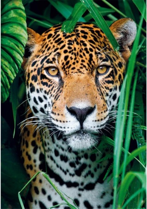 Puzzle 500 elementów Compact Jaguar w dżungli Clementoni