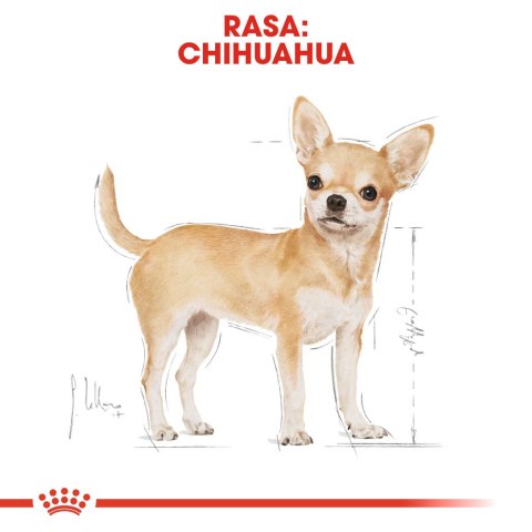 Royal Canin BHN Chihuahua Adult - sucha karma dla psa dorosłego - 1,5kg (WYPRZEDAŻ)