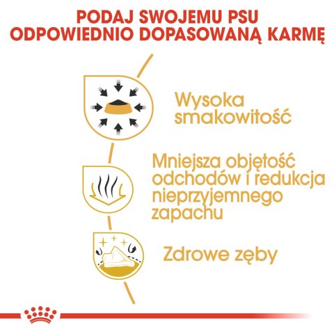 Royal Canin BHN Chihuahua Adult - sucha karma dla psa dorosłego - 1,5kg (WYPRZEDAŻ)