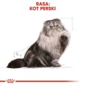 ROYAL CANIN FBN Persian Adult w formie pasztetu - mokra karma dla kota dorosłego - 12x85g