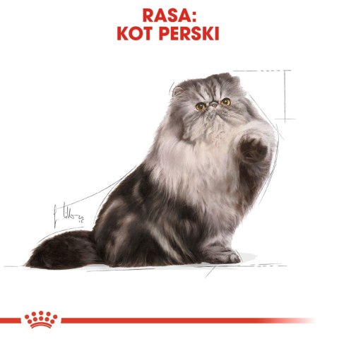 ROYAL CANIN FBN Persian Adult w formie pasztetu - mokra karma dla kota dorosłego - 12x85g
