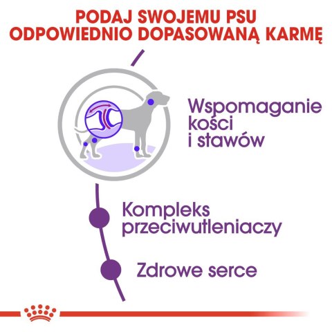 ROYAL CANIN SHN Giant Adult - sucha karma dla psa dorosłego - 15 kg (WYPRZEDAŻ)