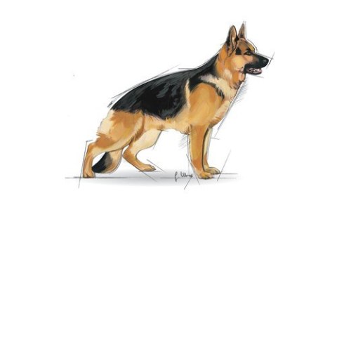 Royal Canin SHN Maxi Adult - sucha karma dla psa dorosłego - 4kg