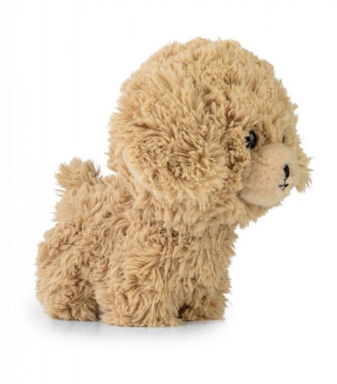 Maskotka TEDDY PETS Złoty pudel Daffi